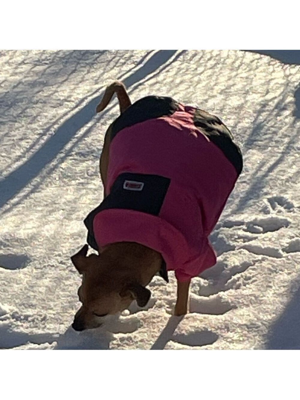 Kong Pink Black Dog Jacket Large